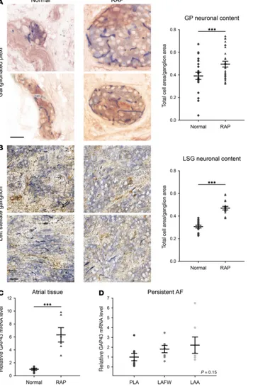 Figure 2. Persistent AF induced by rapid atrial pacing (RAP) causes hypertrophy of 