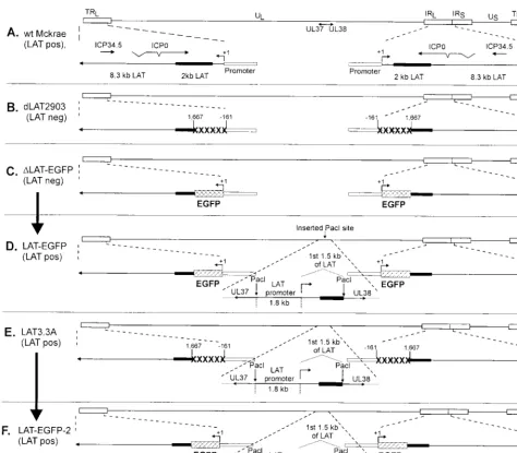 FIG. 1. Structure of LAT-EGFP and �represent the repeat regions of the virus (TRL, terminal repeat long; IRL, internal repeat long; IRS, internal repeat short; TRS, terminal repeat short) that bound theunique long (UL) and unique short (US) regions