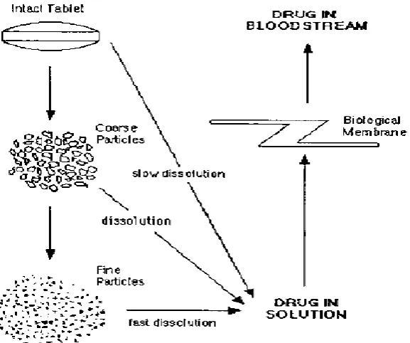 Fig. No. 1.1 Absorption of drug from intact tablet 