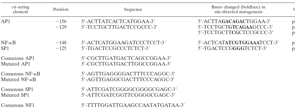 TABLE 1. cis elements on the hMCP-1 promoter region analyzed in this study