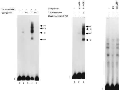 FIG. 8. Tat-enhanced binding of transcriptional factors to the hMCP-1 promoter region