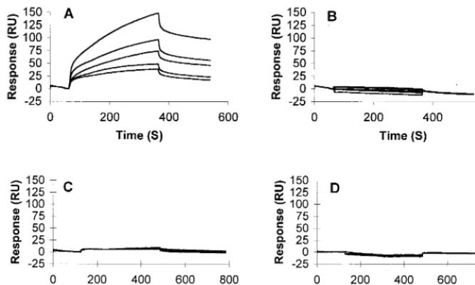 FIG. 8. Modeling of the electrostatic potential for the coreceptor binding surface of the gp120 trimer