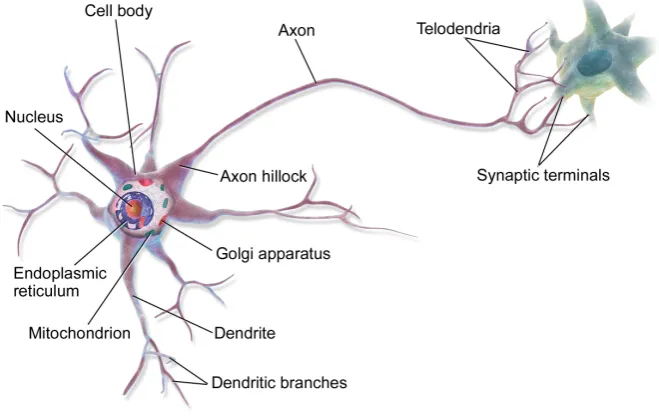 Figure 2.1: The structure of a typical neuron [206]. The electrical signals are received bythe dendrites, processed at the soma, and transmitted to the synaptic terminals via theaxon.