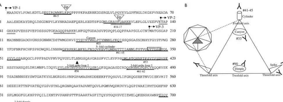FIG. 6. Structural locations of the immunogenic regions of AAV. (A) Amino acid sequences of the overlapping VP1, VP2, and VP3 proteins that form the AAVcapsid