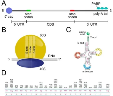 Figure 1.1. Elements of translationmRNA, (B) a ribosome and (C) a tRNA. (D) lines at the bottom are the proteins (with two different notations) and above the corresponding triplets