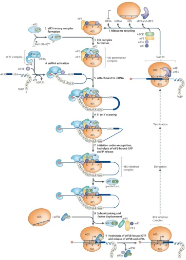 Figure 1.2. Translation initiation. The 40S subunit, eIF2–GTP–Met-tRNA ternary complex, eIF1, eIF1A, eIF3, and eIF5 assemble in the 43S pre-initiation complex