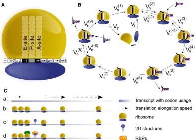 Figure 2. Model description and assumptions. (A) Schematic representation of a ribosome and the portion of the transcript covered