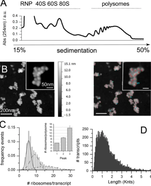 Figure 3. Training dataset: experimental determination of the number ofribosomes per transcript in Hek-293