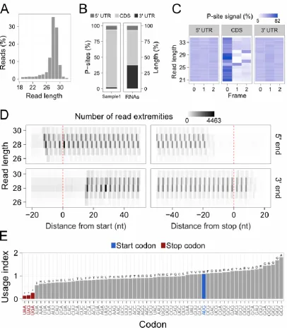 Figure 2. (A) Distribution of the read lengths. (B) Left, percentage of P-sites in the 5’ UTR, 