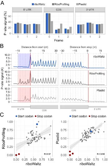 Figure 3. (A) Percentage of P-sites in the three frames along the 5’ UTR, CDS and 3’ UTR from ribosome profiling performed in mouse brain and (B) meta-profiles showing the periodicity of ribosomes along transcripts at genome-wide scale, based on P-site ide