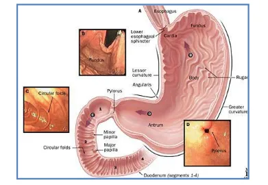 Fig. 1: Physiology of stomach 