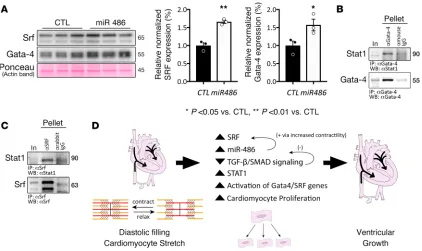 Figure 7. miR-486 modulates cardiac growth through Stat1, Srf and Gata-4. (diomyocytes after 3 days