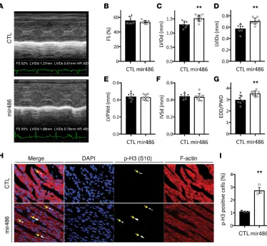 Figure 4. miR-486 is sufficient to increase left ventricular growth and cardiomyocyte proliferation in neonatal mice.Echocardiograms were performed on neonatal mice 3 days after they were treated with miR-486 mimic or scramble control