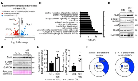 Figure 5. miR-486 is sufficient to increase Stat1 levels in vivo and in vitro. (A) Volcano plot showing the results of a mass spectrometry proteome com-parison of proteins from miR-486 mimic–treated hearts as compared with scrambled BlockIT controls