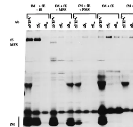FIG. 4. Incorporation of chimeric FMS into MHV-based VLPs. Parallel cul-tures of OST7-1 cells in 35-mm-diameter dishes were infected with vTF7-3 and