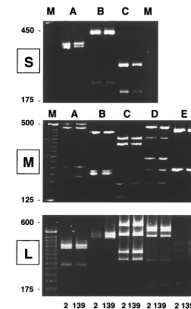 FIG. 4. RT-PCR restriction endonuclease mapping of S, M, and L RNA.Restriction endonuclease digestion products from RT-PCR-ampliﬁed RNA