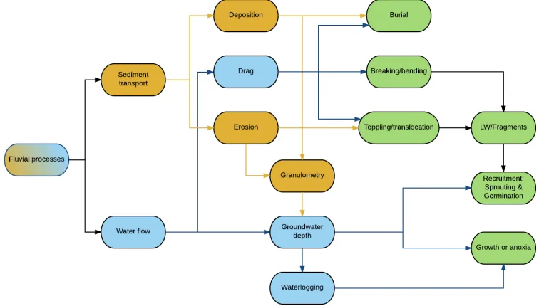 Figure 1-1 Process hierarchy of vegetation feedbacks to fluvial processes 