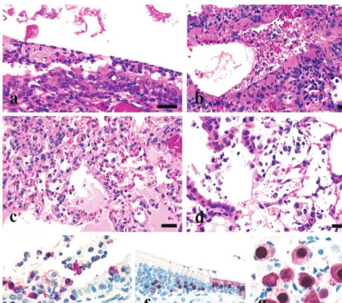 FIG. 2. Experimental studies in BALB/c mice inoculated intranasally with different H5 avian inﬂuenza viruses