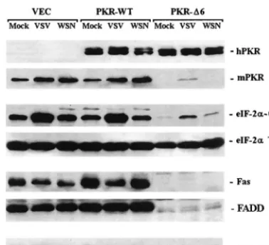 FIG. 5. Protein analysis of PKR, eIF2�of cell lysates were examined by Western blotting using antibodies to humanPKR (hPKR), the endogenous murine PKR (mPKR), phosphorylated eIF2(eIF-2inducibly expressing wild-type PKR (PKR-WT) or a dominant-negative varia