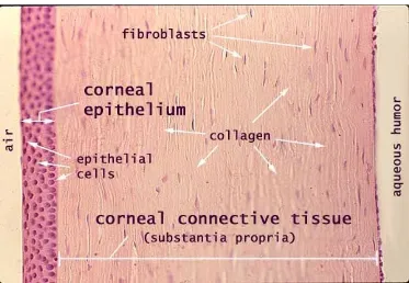 Fig.1 (a & b) - Anatomy of the cornea 