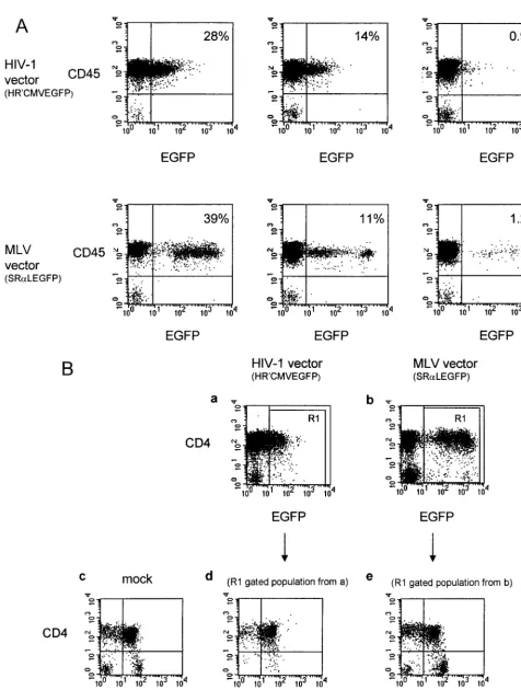 FIG. 4. (A) EGFP expression 4 weeks after reconstitution in human CD45�14, and 0.9% was detected in human CD451.2% in three SCID-hu mice receiving a thy/liv transplant transduced with an MLV-based vector 4 weeks postimplant