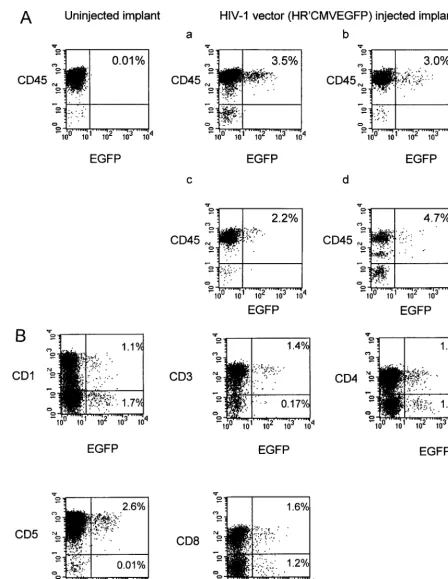 FIG. 5. EGFP expression in human thymocytes 4 weeks after direct injection of HIV-1 vector in thy/liv implants of SCID-hu mice