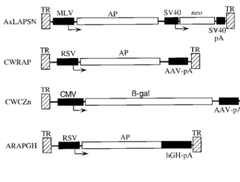 FIG. 1. AAV vectors. AAV TRs (hatched boxes), coding regions (open box-es), promoters and polyadenylation sequences (solid boxes), and transcriptional