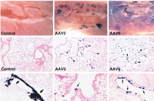 TABLE 1. Transduction in the mouse lung by AAV2, -3, and -6 pseudotype vectors after primary administration of an AAV2 vectora