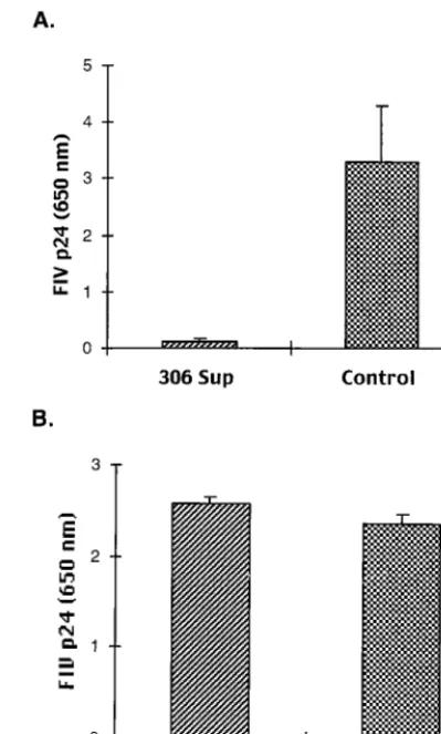 FIG. 6. (A) Cross-reactivity of the anti-FIV factor(s). PBMC infected in vitrowith FIV-Pet for 10 days were cultured for 11 days with supernatant collected