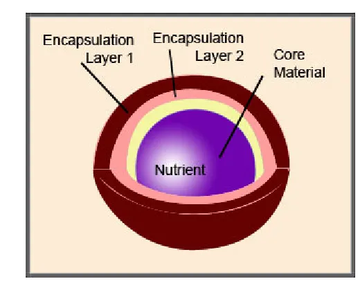 Fig 2 - Encapsulation 
