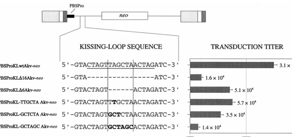 FIG. 1. Transduction efﬁciencies of kissing-loop-modiﬁed vectors. The Akv kissing-loop sequence is shown at the top (underlined)