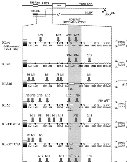 FIG. 5. Sites of 5�ratios indicate number of proviruses with speciﬁc Akv-MLEV junction site/total number of proviruses analyzed