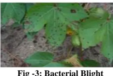 Fig -4: Alternaria Leaf Spot-alternaria Macro  Spora 
