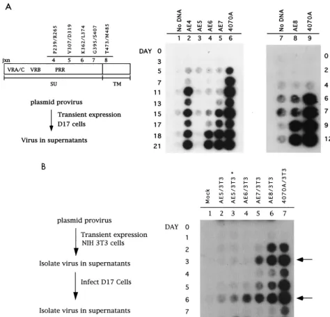 FIG. 1. Time course of infection of chimeric AE envexpression of the virus. Supernatant medium was assayed for the presence of RT as described in Materials and Methods