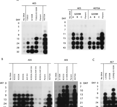 FIG. 3. Time course of infection of reconstructed AE chimeric in AE5, AE6, AE7, and 4070A backbones in D17 cells