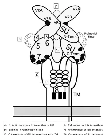 FIG. 5. Model of interactions of viral envelope proteins SU and TM. A schematic model of potential interactions of SU and TM in their oligomeric form is shownabove