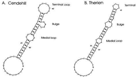 FIG. 6. SL structures in the 5� nontranslated region of Cendehill and Therien strains predicted by the RNA folding program mfold (52).