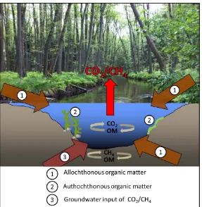 Figure 1. Simplified conceptual figure of different sources of organic matter, its potential turnover and groundwater input of CO2/CH4 in running waters