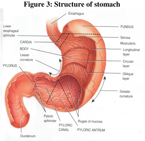 Figure 3: Structure of stomach