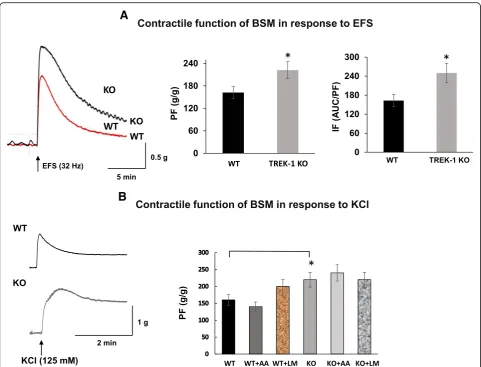 Fig. 5 Effect of electric field stimulation and high potassium on WT and TREK-1 KO bladder detrusor strip contractile function