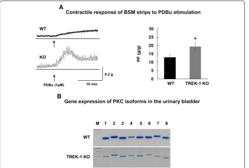Fig. 6 Activation of PKC pathway in the urinary bladder is associated with higher response to stimulation in TREK-1 KO mice.isoforms expressed in the urinary bladders from both WT and TREK-1 KO mice