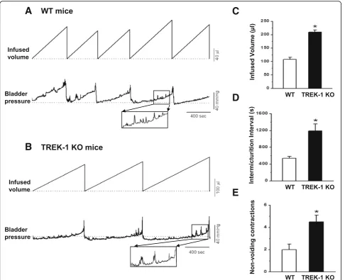 Fig. 7 Urodynamic evaluation of bladder function in WT and TREK-1 KO mice.WT and TREK-KO mice.voiding contractions (per micturition cycle) recorded in WT and TREK-1 KO mice