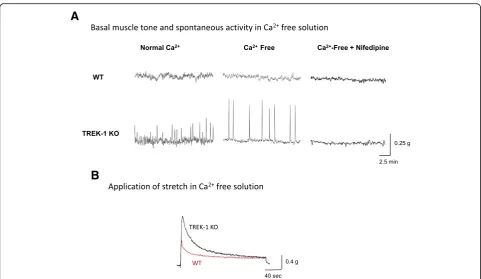 Fig. 4 The effects of Ca2+ free solution and nifedipine on the basal muscle tone and spontaneous contractions in TREK-1 KO mice