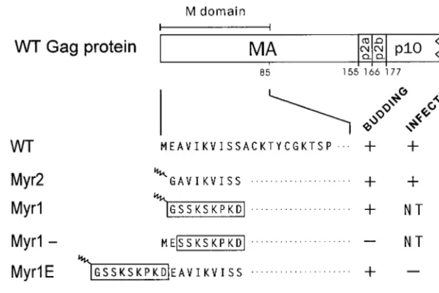 FIG. 1. Schematic representation of wild-type and mutant MA proteins. The N-terminal region of the RSV Gag protein is shown at the top with the MA, p2, andp10 cleavage products indicated; the numbers below refer to amino acid residues