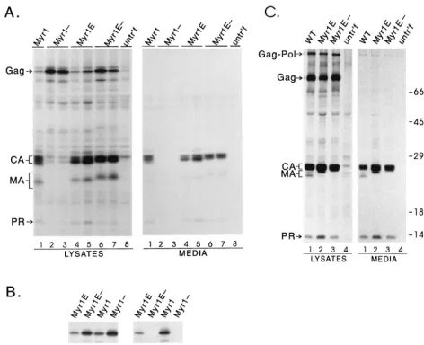 FIG. 2. Effects of MA alterations on particle assembly and myristylation. (A) Analysis of budding in COS-1 cells