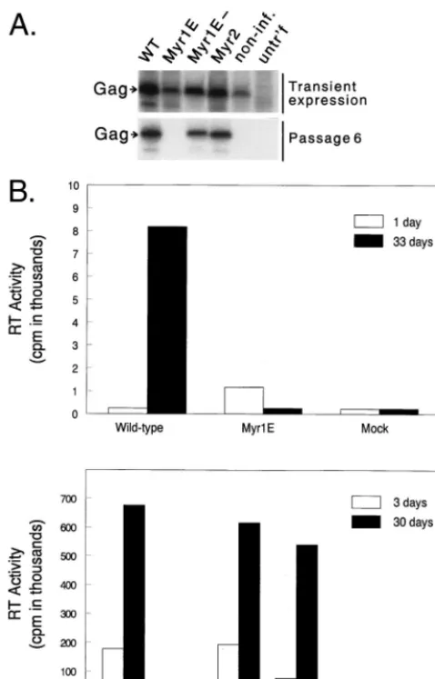 FIG. 4. Biochemical properties of virus particles. (A) Envelope incorpora-tion. Equivalent amounts of virions from culture supernatants were collected by