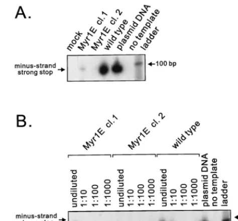 FIG. 5. Detection of viral DNA after infection. (A) Virus particles producedfrom stably expressing cell lines were normalized, concentrated, and used to