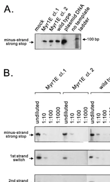 FIG. 6. ERT activity. Permeabilized visions were incubated with nucleotides,and viral DNA was isolated and subjected to PCR analysis as for Fig