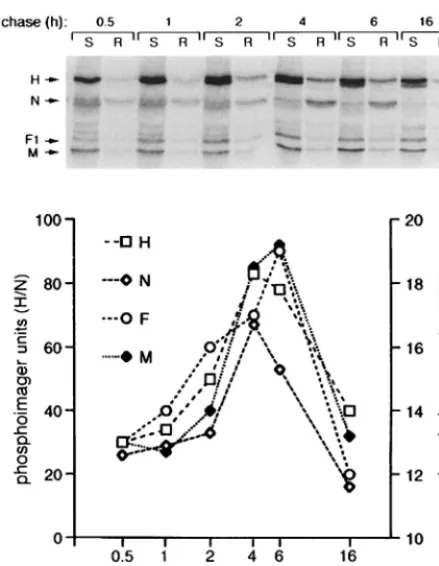 FIG. 5. Raft-associated MV proteins are present at the plasma membraneand in the envelope of the mature virion
