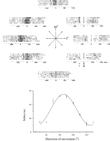 Figure 1.1: Coding of the movement direction using average firing rates A: Raster plots of responses recorded from a neuron in the proximal motor area of a monkey when the hand was moved from a central position to the periphery in each of the eight directi